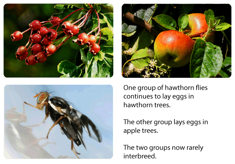 habitat preferences lower the probability of mating between individuals associated with differing habitats.

ex. flys eat different fruits and reproduce on different fruits. Over time this can lead to speciation.