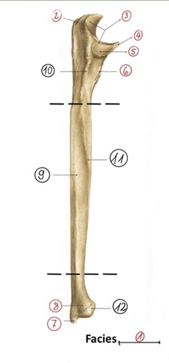 <p>processus styloideus ulnae (kisujj felől mérünk)</p>