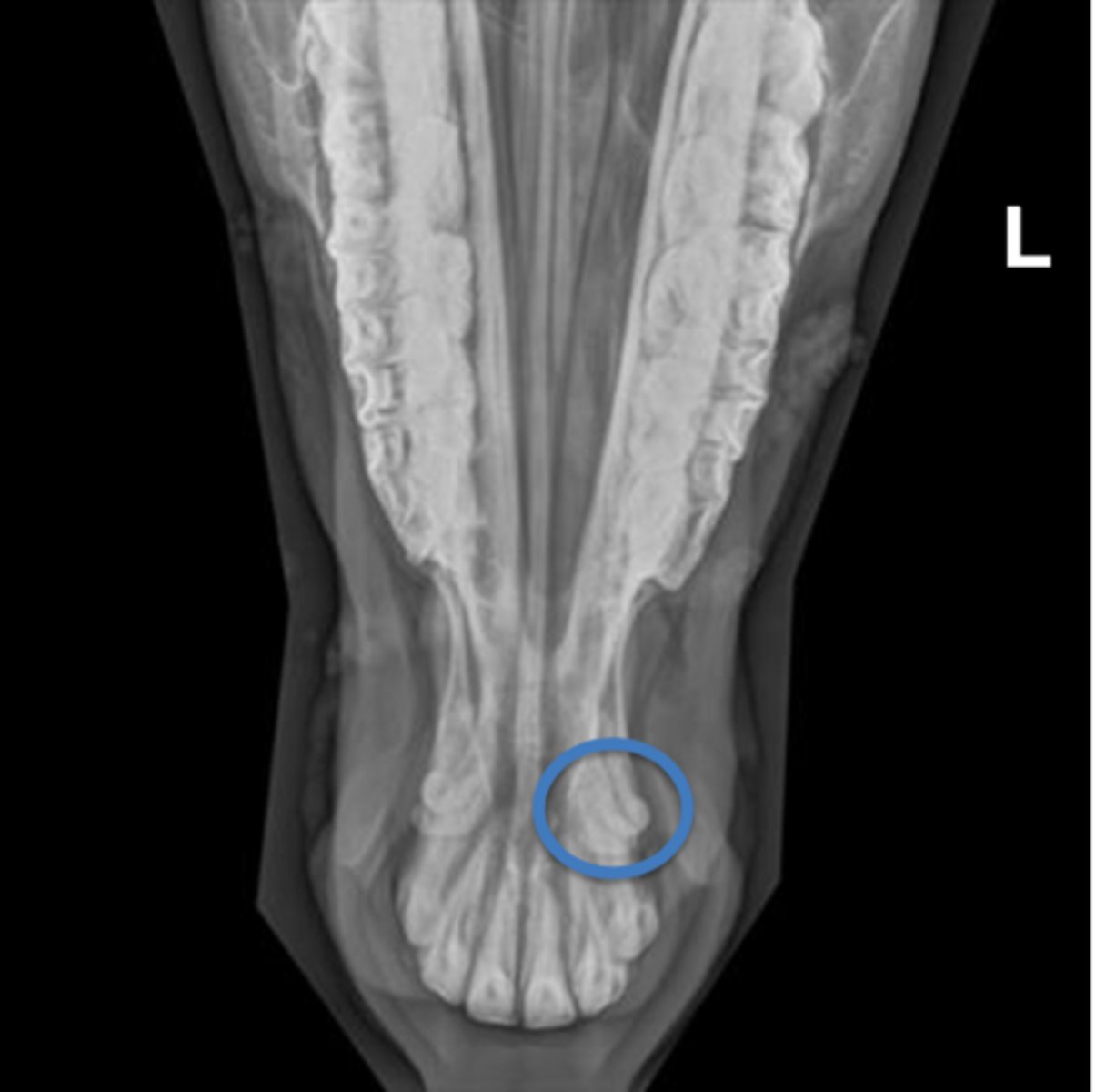 <p>Identify the teeth circled in blue. Be as specific as possible</p>