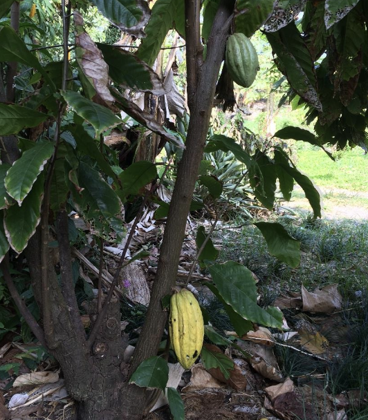 <p>a methylxanthine found in cacao beans (<em>Theobroma cacao</em>)</p><p>chocolate foods, coca bean shells, mulch</p>
