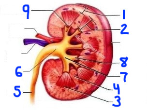 <p>7</p>