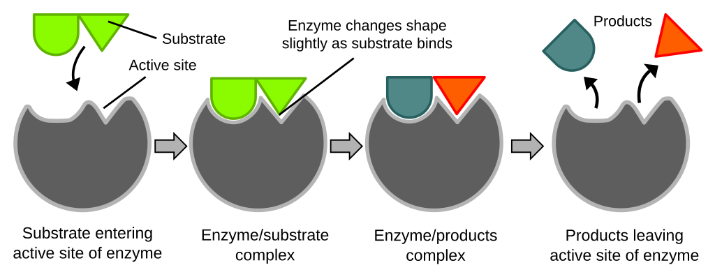 <p></p><ol><li><p><span>The induced fit model describes how an enzyme changes shape when a substrate binds to its active site.</span></p></li><li><p><span>Initially, the active site is not a perfect fit for the substrate.</span></p></li><li><p><span>When the substrate approaches, interactions between its chemical groups in the active site cause the enzyme to alter its conformation.</span></p></li><li><p><span>This change in shape allows the active site to fit more tightly around the substrate.</span></p></li><li><p><span>The enzyme–substrate complex formed stabilizes the transition state, lowering the activation energy required for the reaction.</span></p></li><li><p><span>After the reaction, the products are released, and the enzyme returns to its original shape, ready to catalyse another reaction.</span></p></li></ol><p></p>