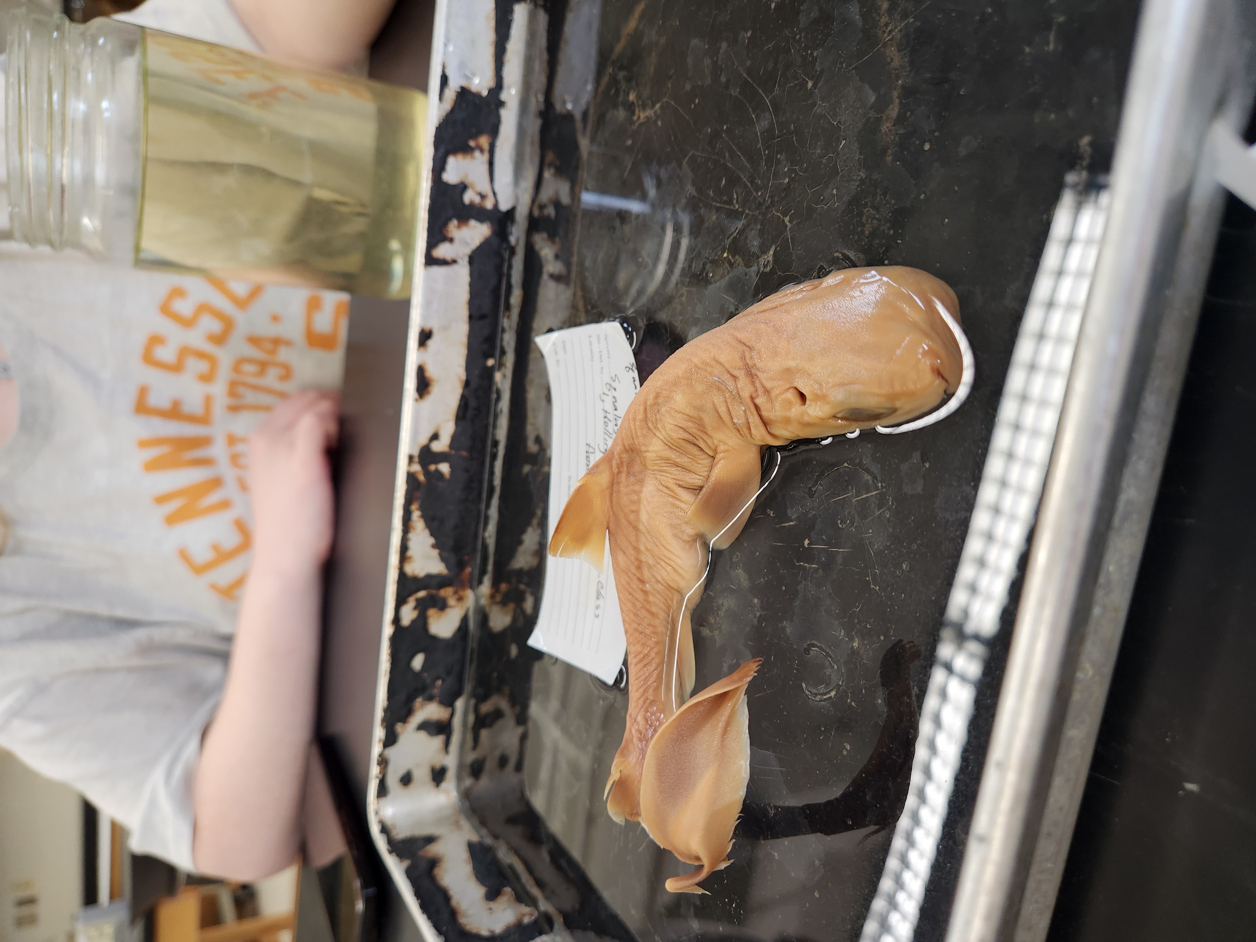 <p>dogfish sharks</p>