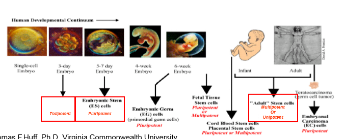 <ul><li><p>Embryonic (totipotent → pluripotent)</p></li><li><p>Adult (multipotent)</p></li></ul><p></p>