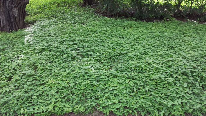 <p>Calyptocarpus Vialis</p>