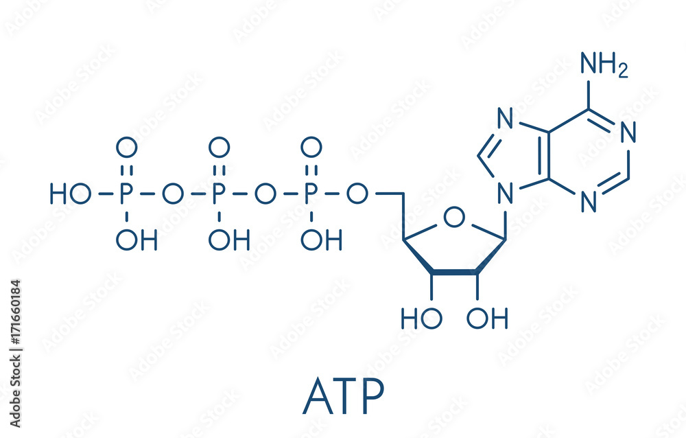 <p>What is the structure of an ATP molecule?</p>