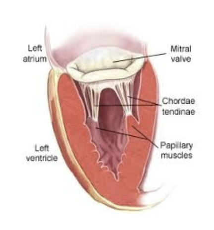 <ul><li><p>underside of mitral and tricuspid valves</p></li><li><p>papillary muscles in ventricular wall</p></li></ul><p></p>