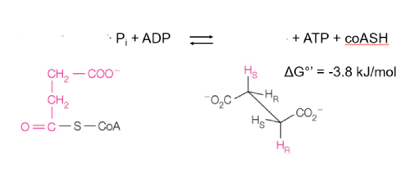 <p>step 5 is the ________ reaction, where _____ is converted to _____. the ______ bond drives ATP synthesis via ________.</p>
