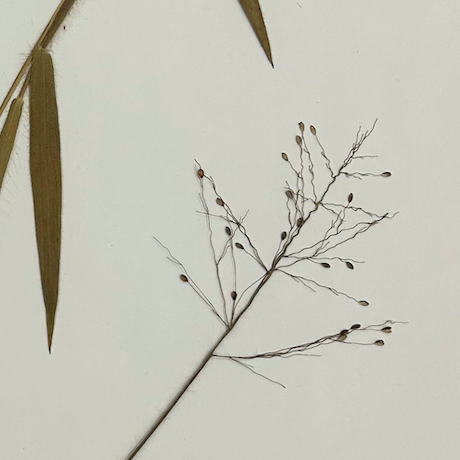 <p>Poales</p><p><span style="background-color: transparent;"><span>Poaceae</span></span></p>