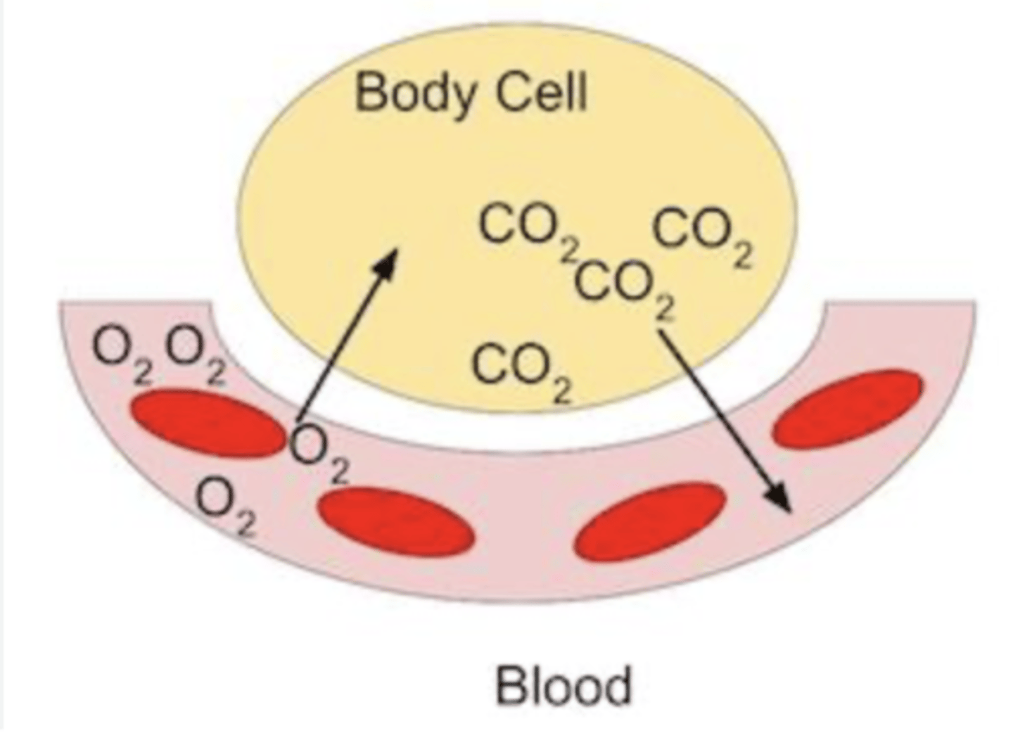 <p>Internal respiration is the exchange of gases between the blood and the body's cells. It occurs in the hemoglobin within red blood cells.</p>