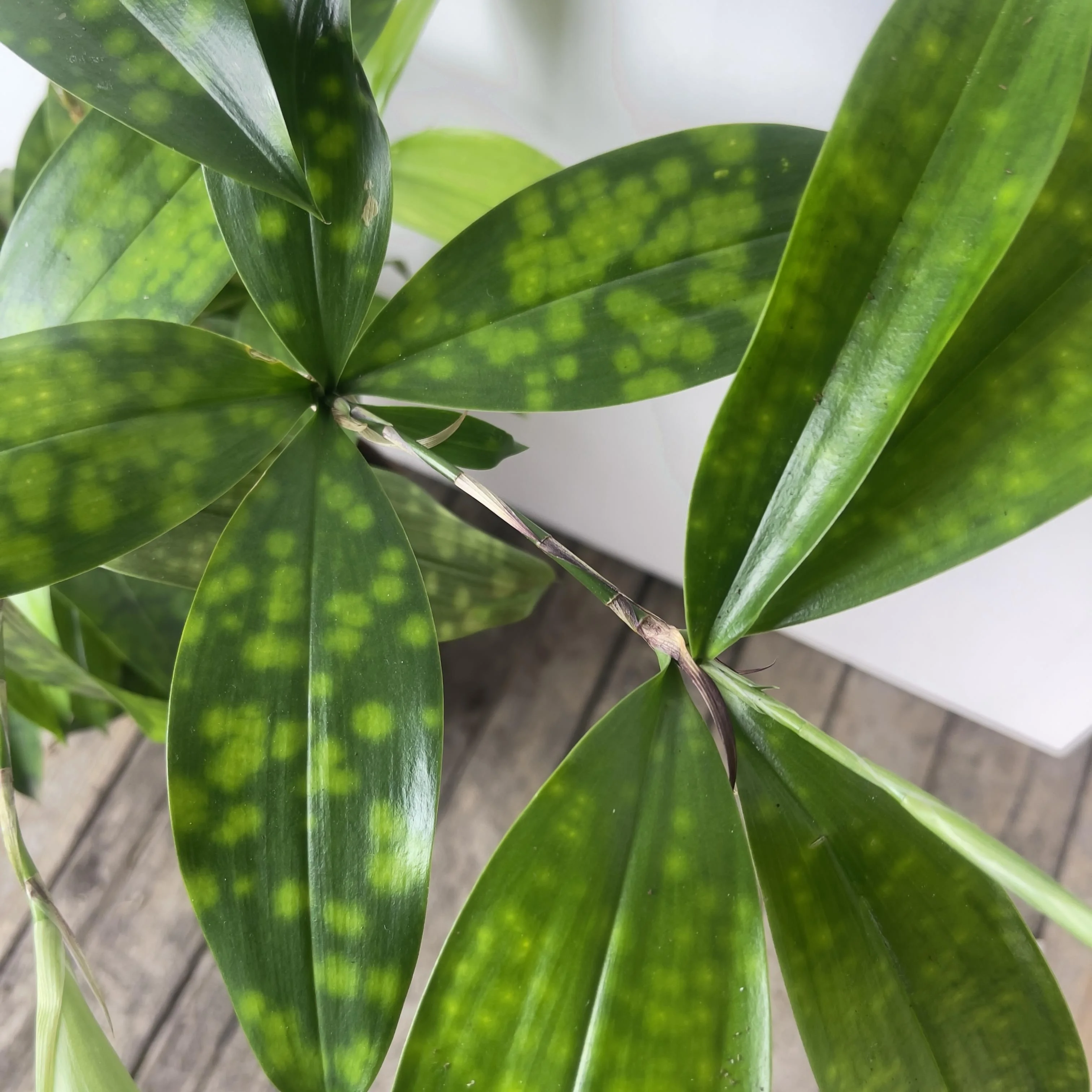 <p><span style="font-family: Inter, helvetica, arial, sans-serif">Dracaena Gold dust, Japanese Bamboo, Gold Dust Plant, Spotted Leaf Dracaena</span></p>