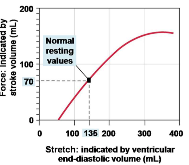 <p>The greater volume of blood in the cardiac chambers (relaxation of the heart)ā¦</p>