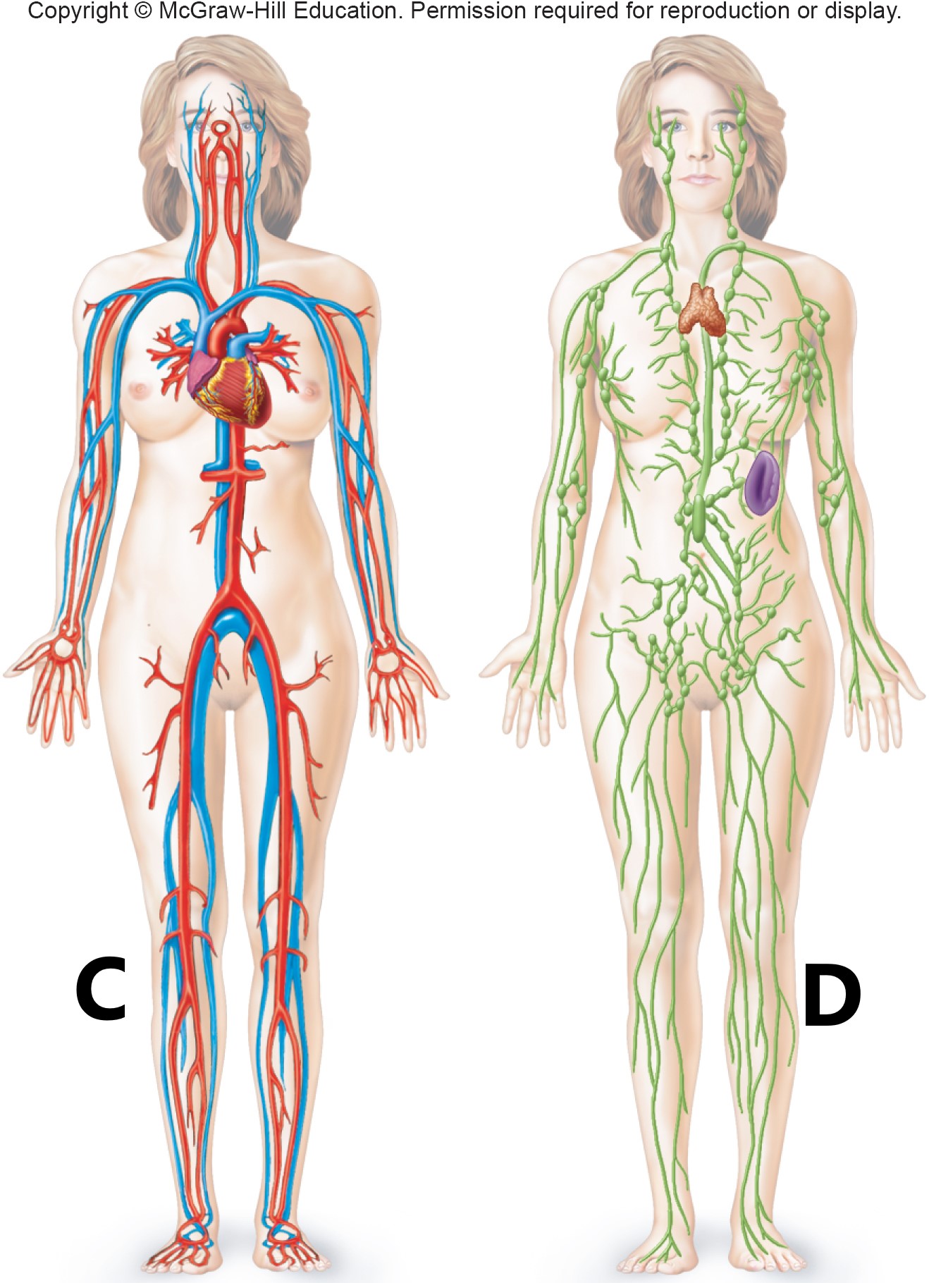<p>C  D </p>