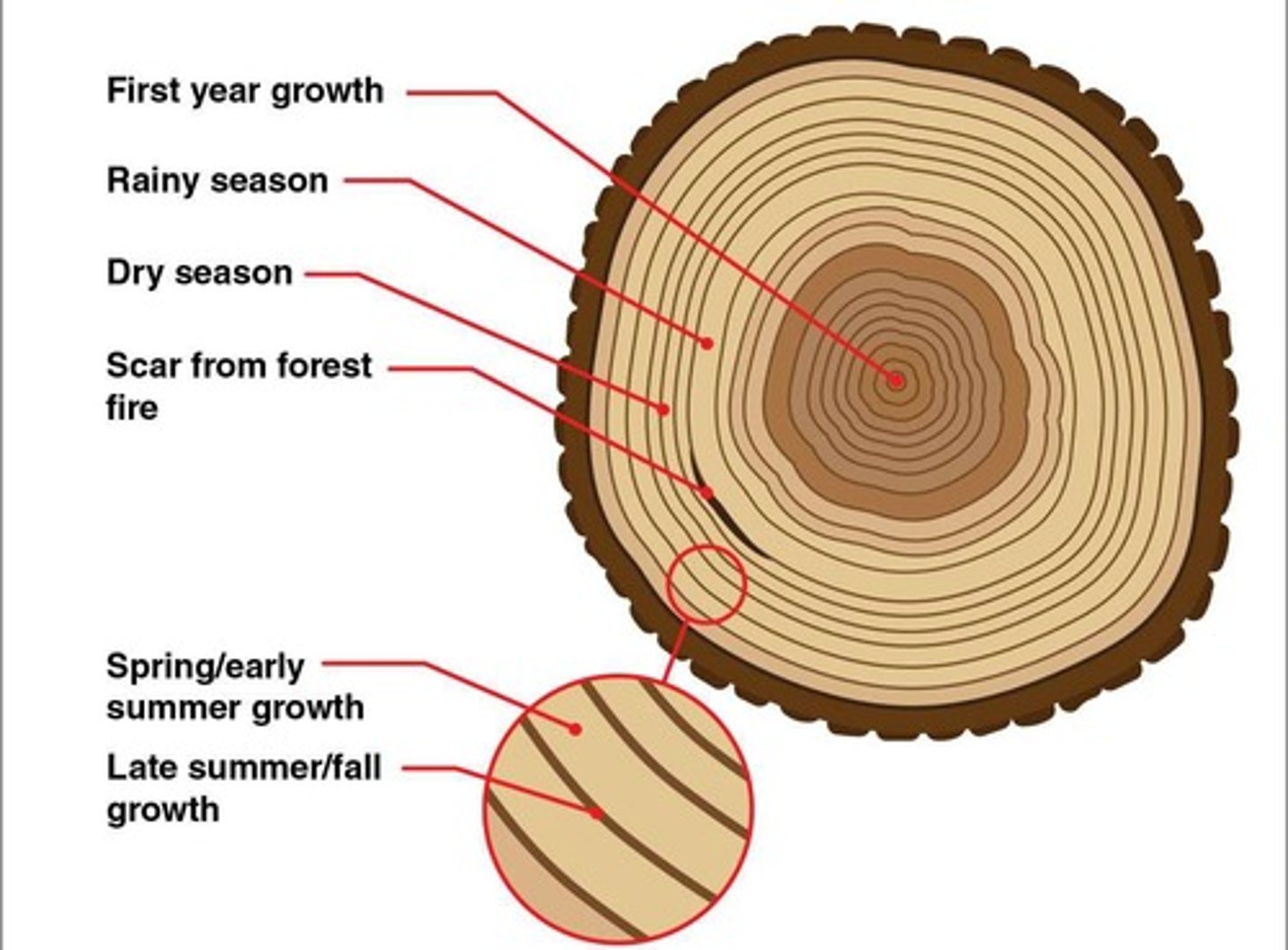 <p>Annual rings indicating climatic conditions.</p>