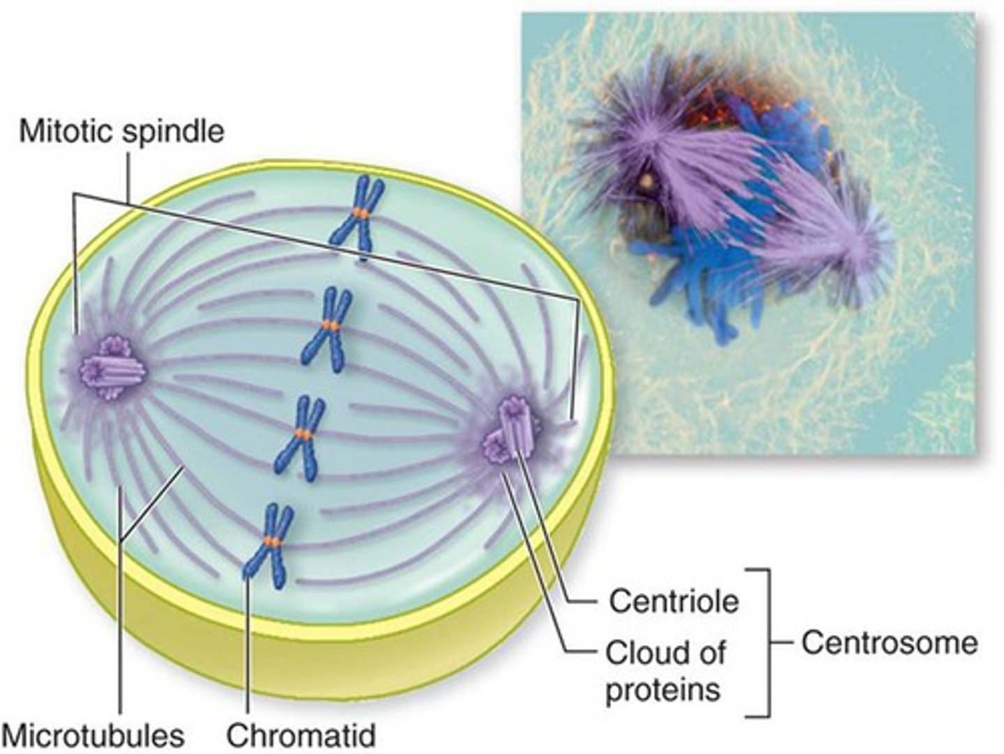 <p>An assemblage of microtubules and associated proteins that is involved in the movements of chromosomes during mitosis.</p>