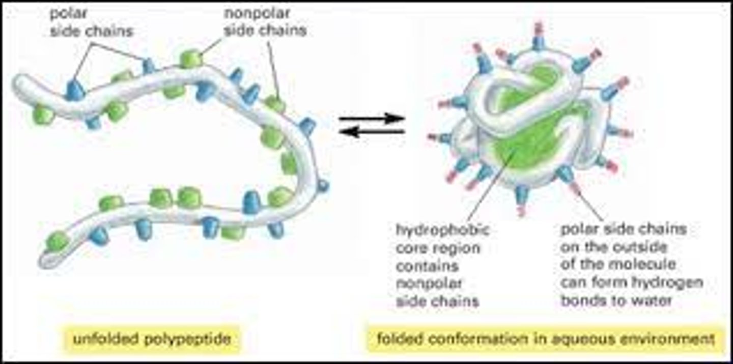 <p>-Polypeptide backbone</p><p>-Encoded in DNA in the nucleus</p><p>(image is for visualization of a polypeptide chai).</p>