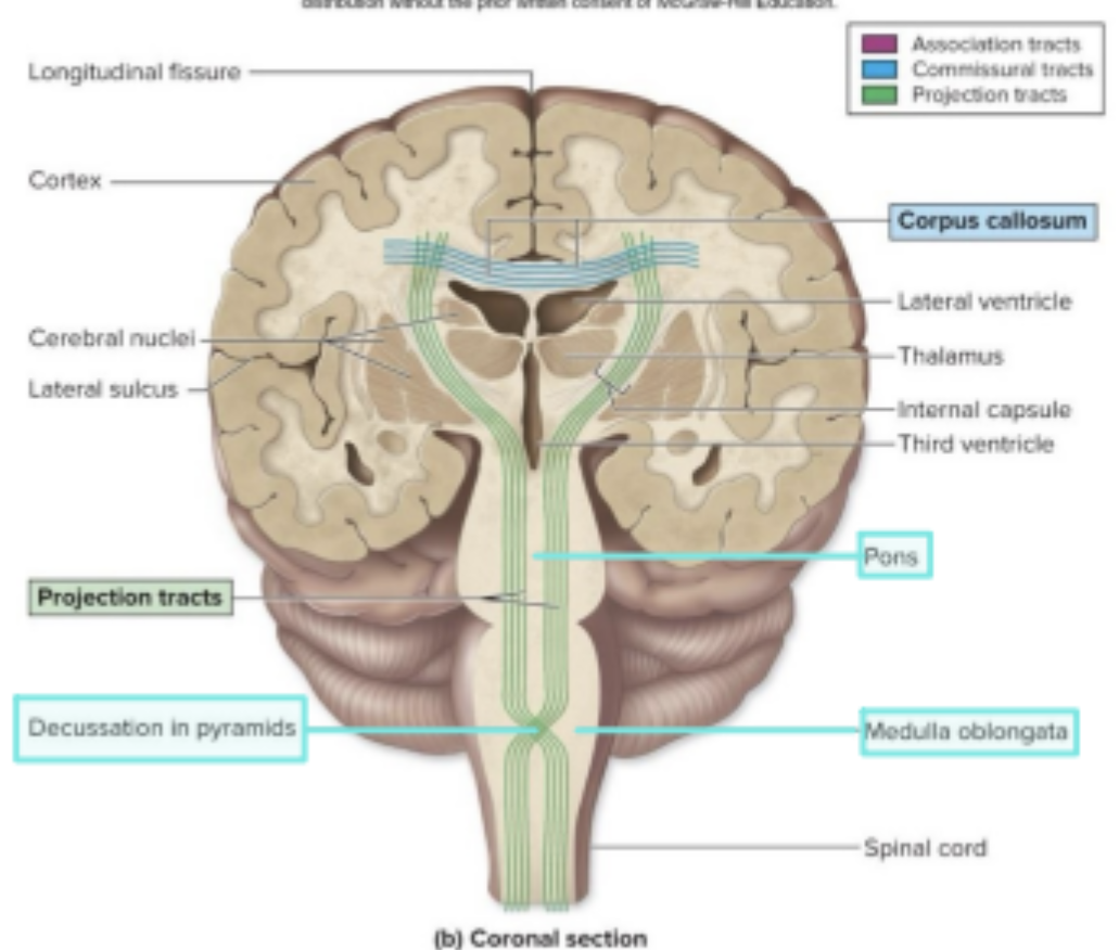 <p>Myelencephalon –<strong> medulla oblongata (</strong>Decussation of the Pyramids)</p>
