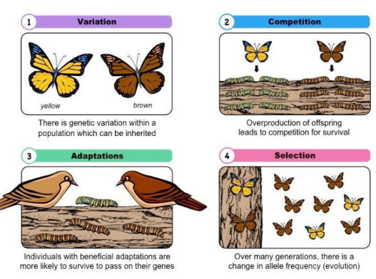 <p>increases the frequency of characteristics that make individuals better adapted and decreases the frequency of other characteristics leading to changes within the species</p><ul><li><p>Natural selection may produce phenotypic change over time.</p></li><li><p>The direction of change will depend on the selection pressure. (ex Galapagos finches)</p></li></ul>