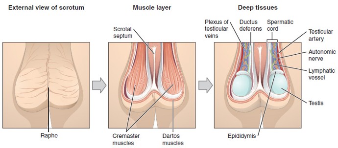<p>A <strong>sac of skin and muscle</strong> that houses the testes and helps regulate their temperature.</p>
