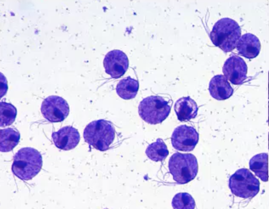 <p>What is the name of this organism, and which phylum does it belong to?</p>