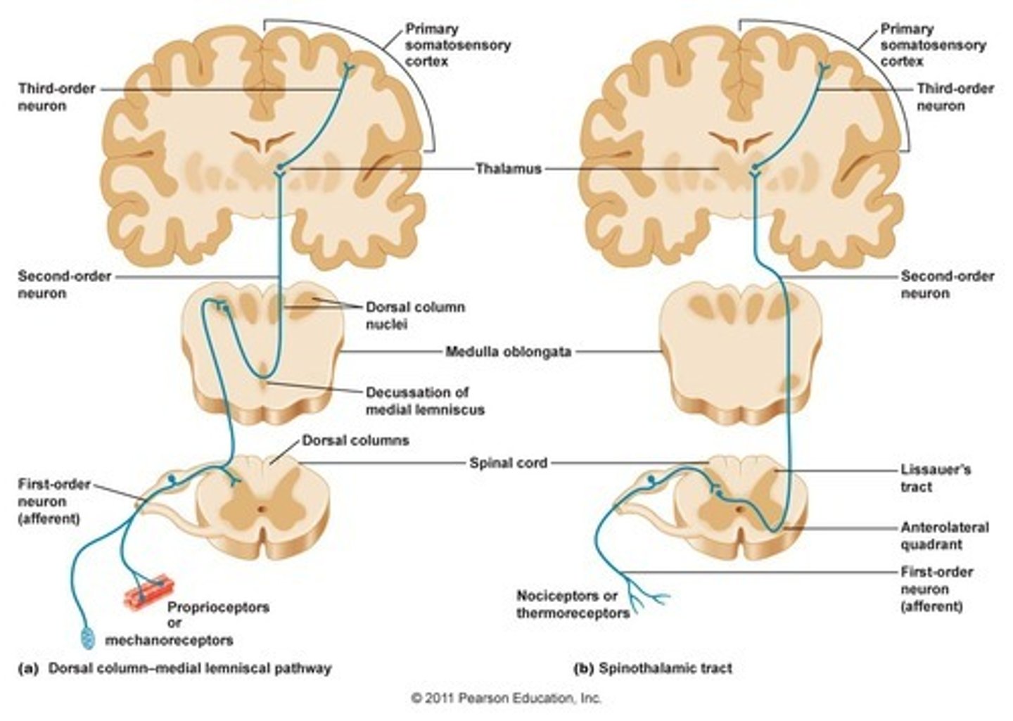 <p>1. Sensory Receptors → Detect fine touch, vibration, and proprioception.</p><p>2. Spinal Cord → Signals travel ipsilaterally in the dorsal columns.</p><p>3. Medulla → Synapse in the nucleus gracilis or nucleus cuneatus and decussate (cross).</p><p>4. Ascend → Travel up the medial lemniscus to the thalamus (ventral posterior nucleus).</p><p>5. Thalamus → Relays signals to the primary somatosensory cortex for processing.</p>