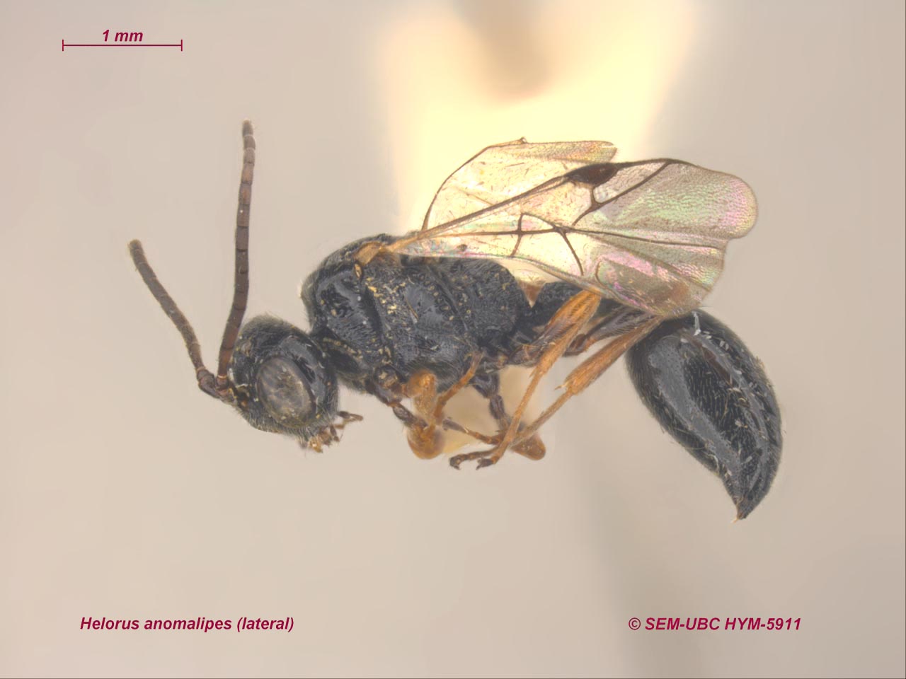 <p>triangular pronotum in lateral<br>metasomal II usually largest <br>moderate FW venation<br>sometimes 10+ antennomeres</p>