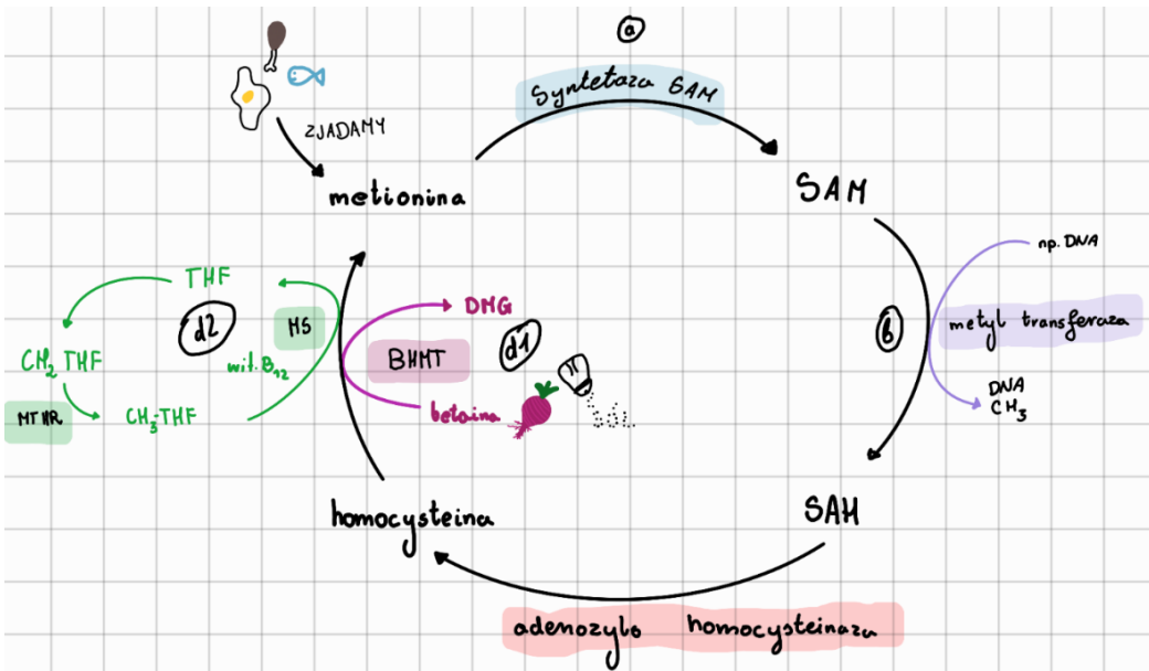 <p>Człowiek spożywa pokarm zawierający metioninę, która później zostaje przekształcona do SAM ( S-adenozynometionina) przez syntetazę SAM. SAM przekształca się w SAH poprzez metylotransferazę (oddanie grupy metylowej na inny związek np. DNA ). Później adenozylo homocysteinaza przekształca SAH w SAM. Następnie BHMT, oddaje gr. metylową z betainy do homocysteiny, co skutkuje powstaniem dimetyloglicyny ( DMG) . W trakcie oddawania grupy metylowej z betainy, gr. metylową oddaje też 5-metylotetrahydrofolian poprzez MS, przez co powstaje kwas tetrahydrofoliowy. Dzięki połączeniu grup metylowych do homocysteiny powstaje metionina</p>