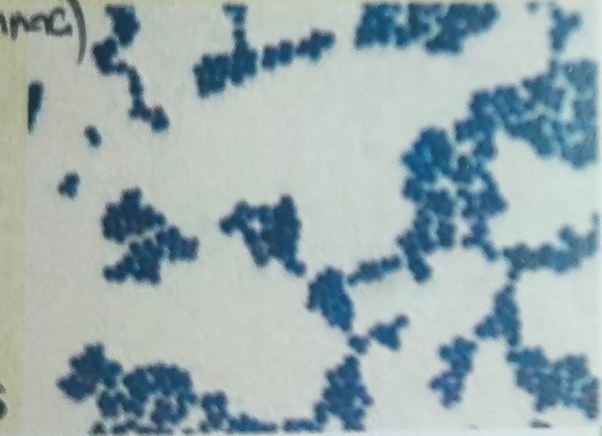 Staphylococcus aureus