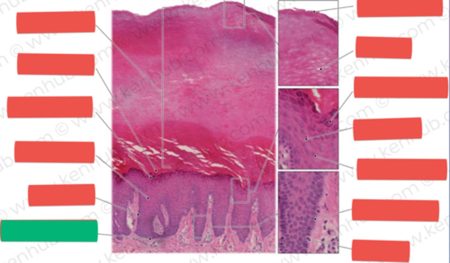 knowt flashcard image