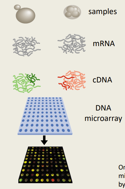 - Usually comparative- Ratio of fluorescence
between two samples
-- Allows us to compare loci 
- Ex. 
-- Tumor vs. Normal Tissue
-- Drug vs. No Treatment
-- Embryo vs. Adult 
- Only semi-quantitative-- Results from microarray experiments must be validated by a more quantitative essay (like qRT-PCR)