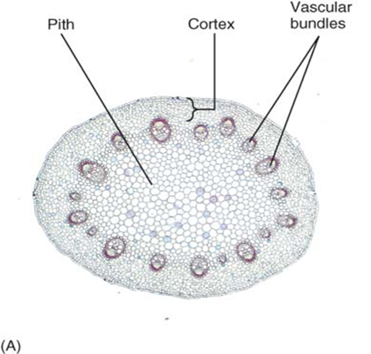 <ul><li><p>in eudicots, the mass of ground tissue between the epidermis/periderm and the vascular cylinder</p></li><li><p>composed mostly of parenchyma, some collenchyma </p></li></ul><p></p>