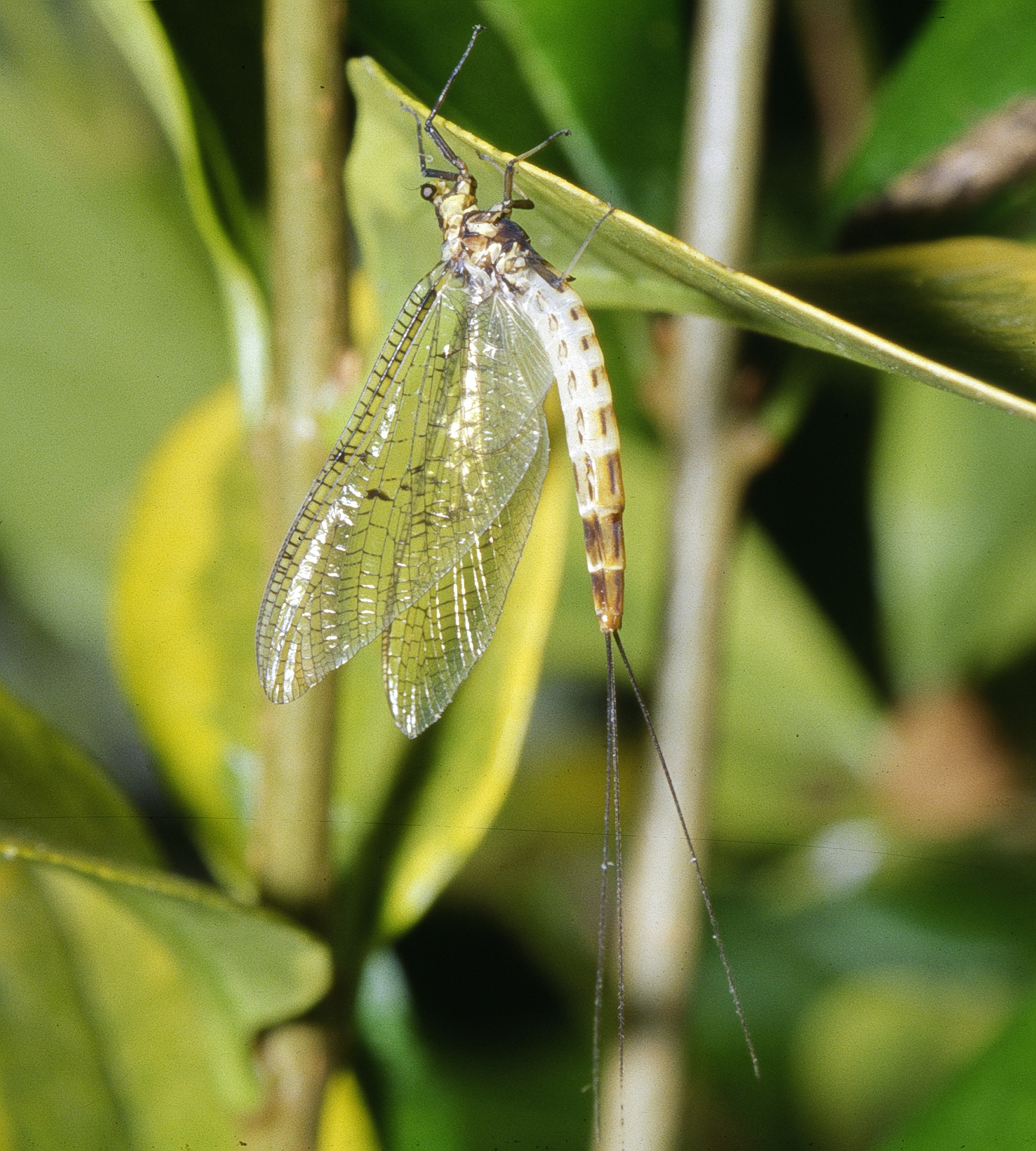 <p>Insects;</p>