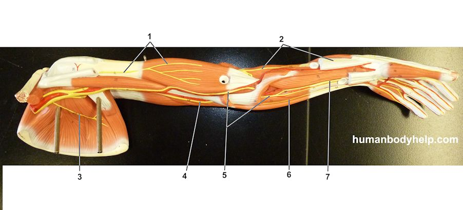 <p>What nerve is labeled by #1, #2, #4/6, and #5/7?</p>