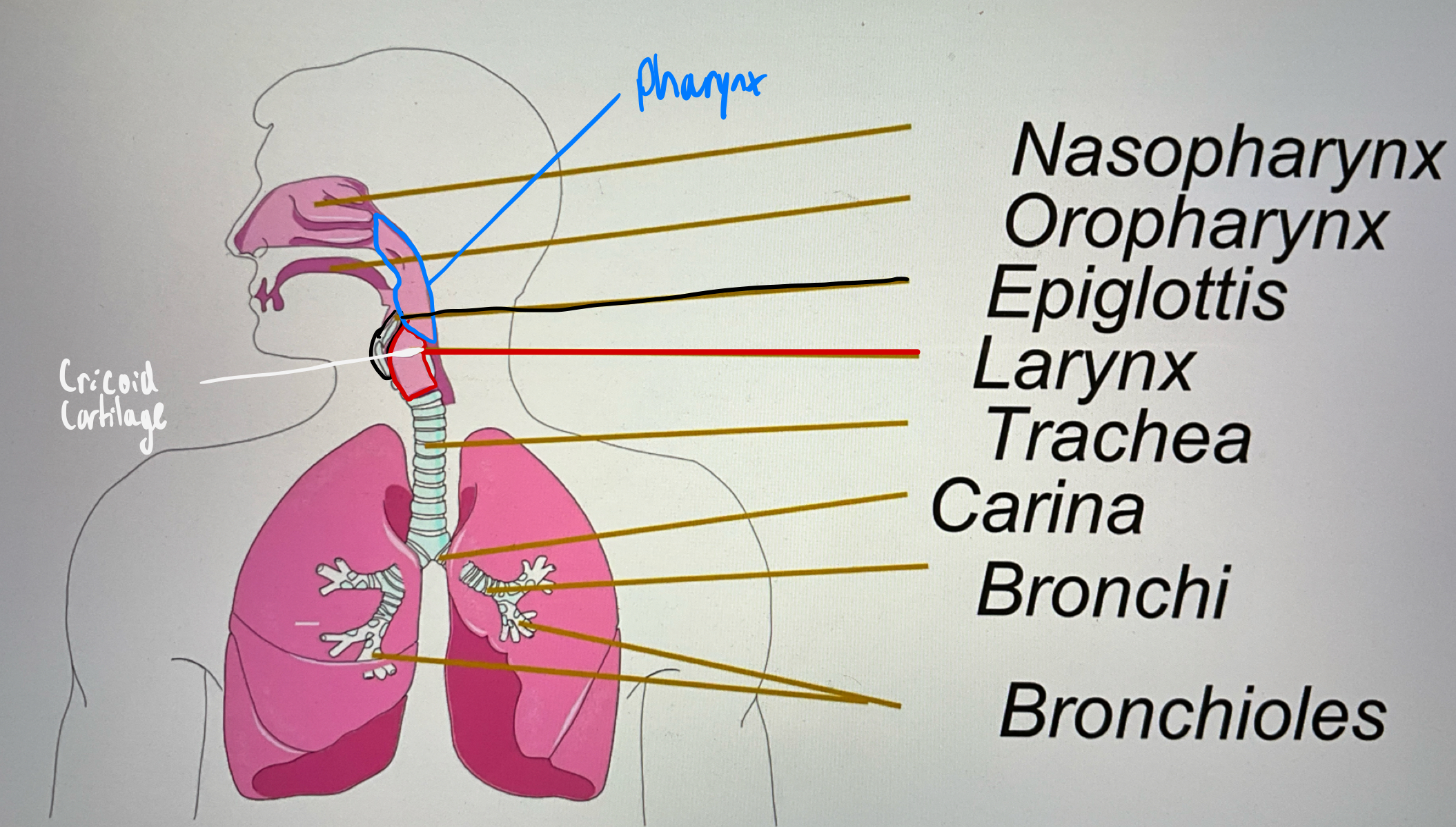 <p>The two large sets of branches that come off the trachea and enter the lungs.</p>