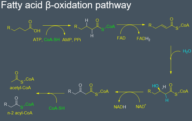 <ul><li><p>the first step if the formation of the coA ester which requires the input of ATP</p></li><li><p>Then an oxidase enzyme is used to convert FAD →FADH<sub>2</sub> doing this adds a double bond onto the coA ester </p></li><li><p>a second enzyme adds a molecule of water onto the double bond ( this is stereochemical ) </p></li><li><p>then  simultaneously NAD<sup>+</sup>→ NADH and the oxidation of an alcohol group into a ketone </p></li><li><p>finally another molecule of co enzyme A is used to cleave the bond between the keto group and th carbon between the keto group and the thioester group </p></li><li><p>doing this liberates acetyl-coA and also produces n-2 acetyl-coA </p></li></ul><p></p>