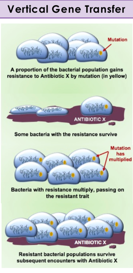 <p>Transfer of genes from parent to offspring.</p>