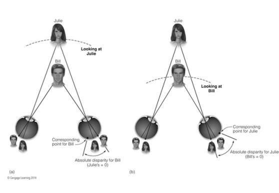 <p>Images move out to the sides of the retinas </p>