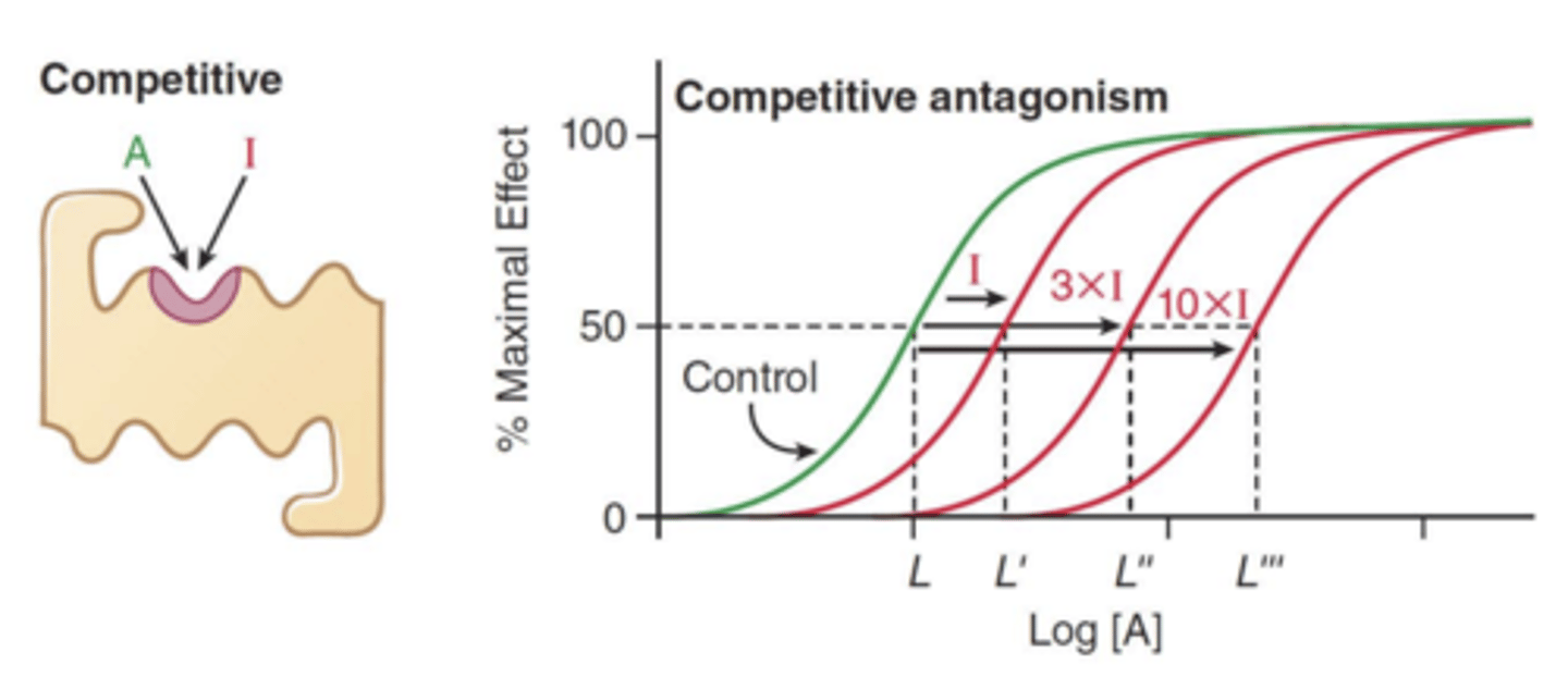 <p>- higher concentrations</p><p>- same maximal effect (shift to the right) </p><p>EC50 of drug A increases linearly with the concentration of drug I </p>