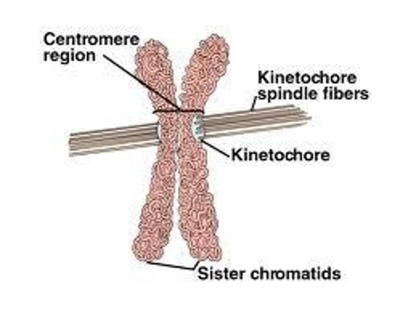 <p>Protein structure on chromosomes for spindle attachment.</p>