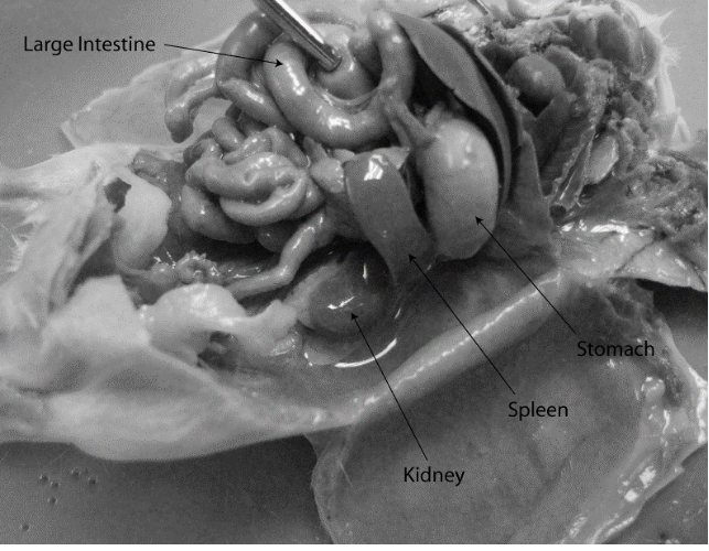 <p>The kidney is _______ to most of the small and large intestine in the rat (see image).</p><p><strong>A) </strong>dorsal</p><p>B) ventral</p><p>C) cranial</p><p>D) anterior</p><p>E) rostral</p>
