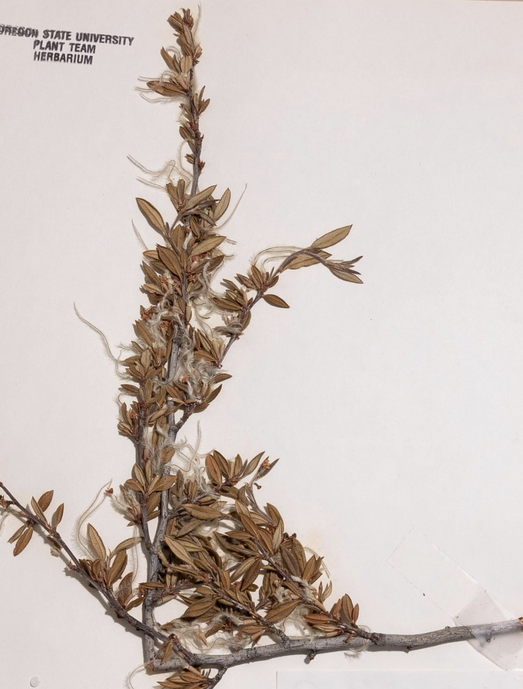 <p>What is this plant’s scientific name?</p>