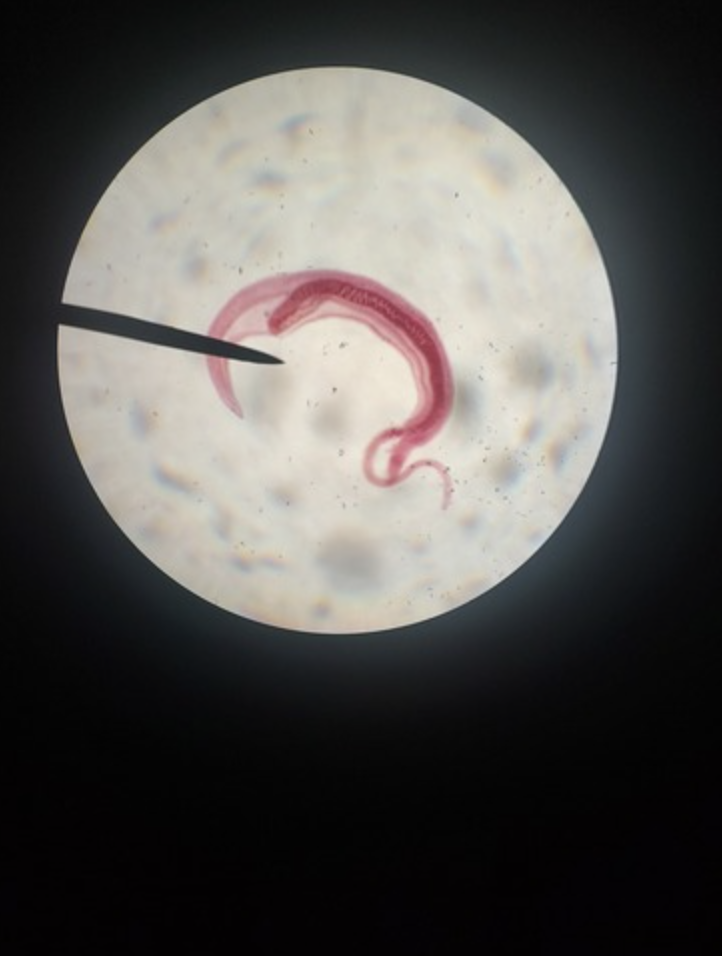 <ul><li><p>identify</p></li></ul><ul><li><p>m.o.t</p></li></ul><ul><li><p>infective stage</p></li><li><p>d host, i host</p></li></ul><p></p>