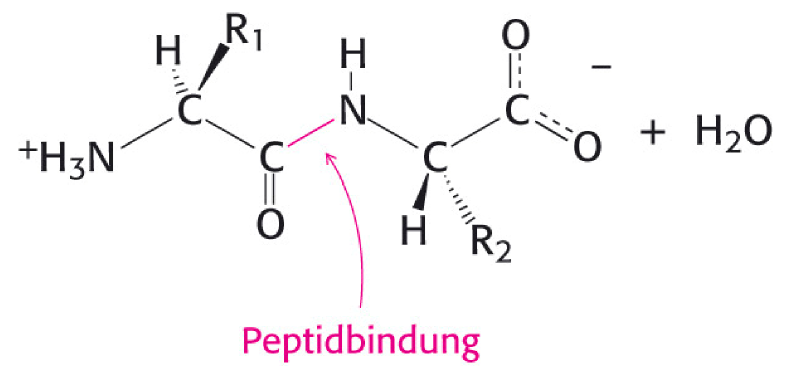 <p>Eine Peptidbindung ist die Bidnugn zwischen zwei Aminosäuren. z.B.</p>