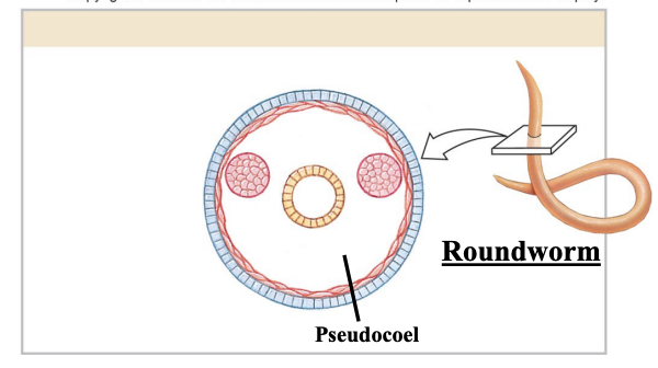 <p>possess a pseudocoel, no cellular membrane derived from the mesoderm; e.g. roundworm</p>