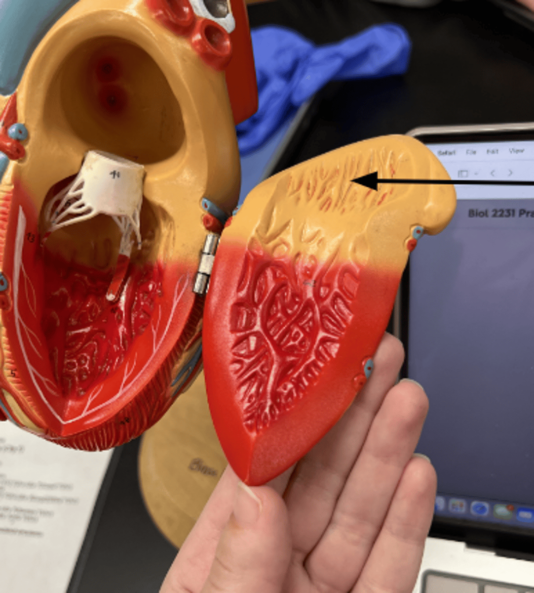 <p>ID muscles indicated by arrow</p>