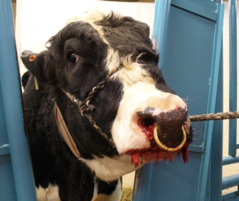 <p>bilateral epistaxis</p><p>respiratory distress</p><p>weight loss</p>