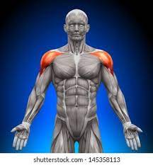  Origin: Clavicle, acromion, and spine 

Insertion: deltoid tuberosity of humerus 

Action: anterior fibers - flex and medically rotate arm and the shoulder; middle fibers - abduct the arm at the shoulder; posterior fibers - extend and laterally rotate arm at the shoulder