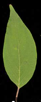 <p>what is this leaf shape</p>