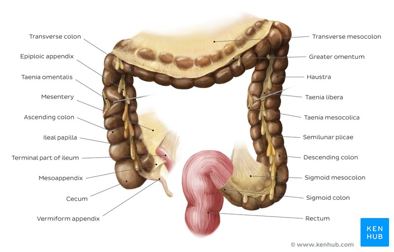 <p>A. cecum.</p>