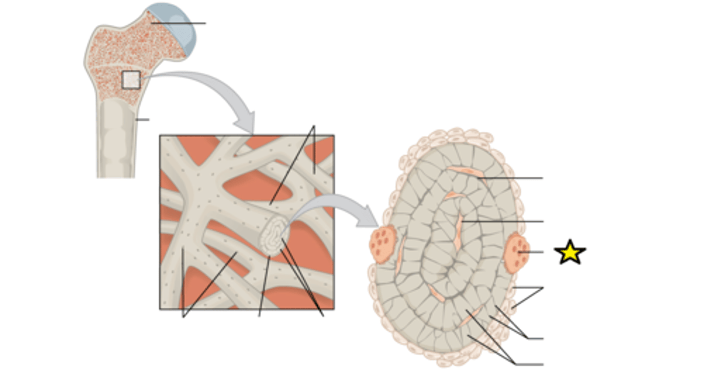 <p>Bone-destroying (cleaning) cells</p>